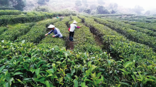     禾潤茶葉生態(tài)園茶樹長勢喜人。