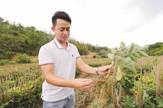     張智康向記者介紹石參種植情況。  本組圖片 惠州日報記者楊建業 攝