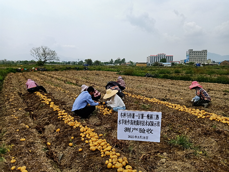 技術人員在察看馬鈴薯成品外觀和質量(攝影:湯倩).jpg