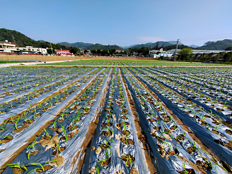 鮮食玉米新品種試驗(攝影:湯倩).jpg