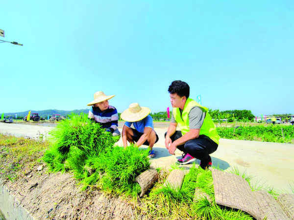 市農科所科技團隊在示范點開展技術指導。惠州日報記者劉建威 通訊員湯倩 攝