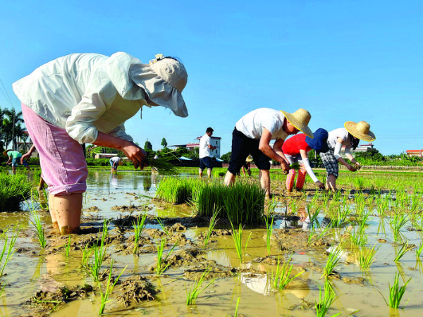 汝湖鎮農辦干部職工下田插秧。 惠州日報記者彭紅霞 通訊員陳莉 劉曼瑤 攝