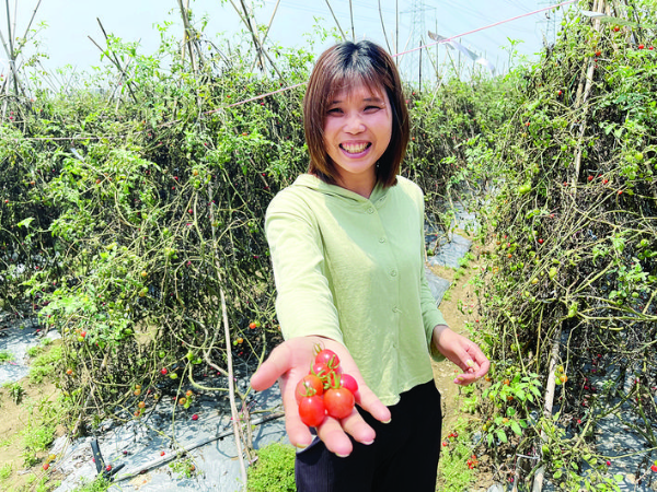     楊柳香不斷擴大種植規模。