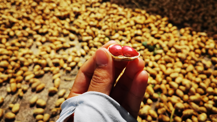 “汕油紅2號”花生品質上乘（攝影：張婷）.jpg